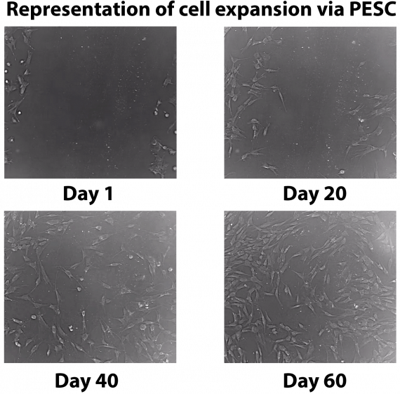 Representation of cell expansion via PESC v2
